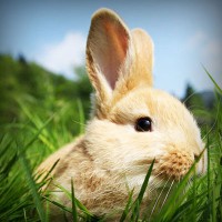 /album/conejos/photolia-a03-jpg/