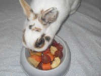 /album/conejos/sdc13082-jpg/
