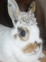 /album/conejos/sdc13129-jpg/
