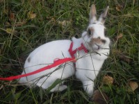 /album/conejos/sdc13514-jpg/